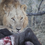 Khwai: Leeuw ( Panthera Leo).0784 Khwai: Leeuw ( Panthera Leo).0784
