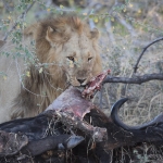 Khwai: Leeuw ( Panthera Leo).0788 Khwai: Leeuw ( Panthera Leo).0788