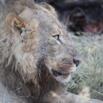 Khwai: Leeuw ( Panthera Leo).0791 Khwai: Leeuw ( Panthera Leo).0791