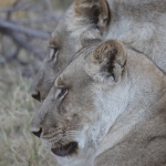 Khwai: Leeuw ( Panthera Leo).0794 Khwai: Leeuw ( Panthera Leo).0794