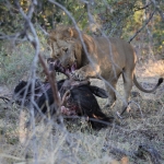 Khwai: Leeuw ( Panthera Leo).0796 Khwai: Leeuw ( Panthera Leo).0796