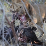Khwai: Leeuw ( Panthera Leo).0800 Khwai: Leeuw ( Panthera Leo).0800