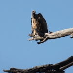 Khwai: Witruggier (Gyps Africanus).0658 Khwai: Witruggier (Gyps Africanus).0658