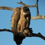 Khwai: Witruggier (Gyps Africanus).0807 Khwai: Witruggier (Gyps Africanus).0807