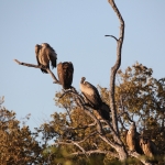 Khwai: Witruggier (Gyps Africanus).0809 Khwai: Witruggier (Gyps Africanus).0809