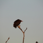 Khwai: Kapgier (Necrosyrtes Monachus).0750 Khwai: Kapgier (Necrosyrtes Monachus).0750