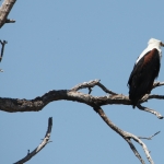 Khwai: Afrikaanse Zeearend (Haliaeetus Vocifer).0887 Khwai: Afrikaanse Zeearend (Haliaeetus Vocifer).0887