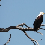 Khwai: Afrikaanse Zeearend (Haliaeetus Vocifer).0890 Khwai: Afrikaanse Zeearend (Haliaeetus Vocifer).0890