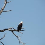 Khwai: Afrikaanse Zeearend (Haliaeetus Vocifer).0891 Khwai: Afrikaanse Zeearend (Haliaeetus Vocifer).0891