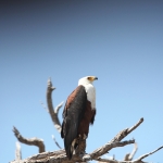 Khwai: Afrikaanse Zeearend (Haliaeetus Vocifer).0892 Khwai: Afrikaanse Zeearend (Haliaeetus Vocifer).0892
