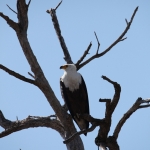 Khwai: Afrikaanse Zeearend (Haliaeetus Vocifer).0900 Khwai: Afrikaanse Zeearend (Haliaeetus Vocifer).0900