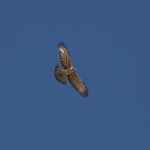 Khwai: Visarend (Pandion Haliaetus).0866 Khwai: Visarend (Pandion Haliaetus).0866