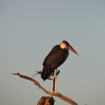 Khwai: Afrikaanse Maraboe (Leptoptilos Crumeniferus).0766 Khwai: Afrikaanse Maraboe (Leptoptilos Crumeniferus).0766