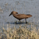 Khwai: Hamerkop (Scopus Umbretta).0901 Khwai: Hamerkop (Scopus Umbretta).0901
