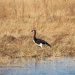 Khwai: Spoorwiekgans (Plectropterus Gambensis).0976 Khwai: Spoorwiekgans (Plectropterus Gambensis).0976