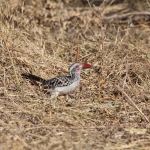Khwai: Zuidelijke Roodsnaveltok (Tockus Rufirostris).0955 Khwai: Zuidelijke Roodsnaveltok (Tockus Rufirostris).0955