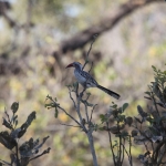 Khwai: Zuidelijke Roodsnaveltok (Tockus Rufirostris).0959 Khwai: Zuidelijke Roodsnaveltok (Tockus Rufirostris).0959