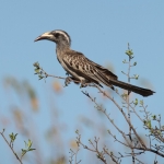 Khwai: Grijze Tok (Tockus Nasutus).0961 Khwai: Grijze Tok (Tockus Nasutus).0961