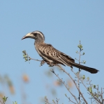 Khwai: Grijze Tok (Tockus Nasutus).0965 Khwai: Grijze Tok (Tockus Nasutus).0965