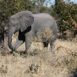 Khwai: Afrikaans Olifant (Loxodonta Africana).0841 Khwai: Afrikaans Olifant (Loxodonta Africana).0841