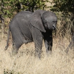 Khwai: Afrikaans Olifant (Loxodonta Africana).0849 Khwai: Afrikaans Olifant (Loxodonta Africana).0849