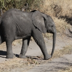 Khwai: Afrikaans Olifant (Loxodonta Africana).0858 Khwai: Afrikaans Olifant (Loxodonta Africana).0858