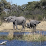 Khwai: Afrikaans Olifant (Loxodonta Africana).0859 Khwai: Afrikaans Olifant (Loxodonta Africana).0859