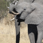 Khwai: Afrikaans Olifant (Loxodonta Africana).0862 Khwai: Afrikaans Olifant (Loxodonta Africana).0862