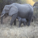 Khwai: Afrikaans Olifant (Loxodonta Africana).0989 Khwai: Afrikaans Olifant (Loxodonta Africana).0989