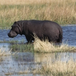 Khwai: Nijlpaard (Hippopotamus Amphibius).0869 Khwai: Nijlpaard (Hippopotamus Amphibius).0869
