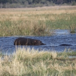 Khwai: Nijlpaard (Hippopotamus Amphibius).0870 Khwai: Nijlpaard (Hippopotamus Amphibius).0870