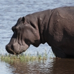 Khwai: Nijlpaard (Hippopotamus Amphibius).0872 Khwai: Nijlpaard (Hippopotamus Amphibius).0872