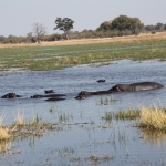 Khwai: Nijlpaard (Hippopotamus Amphibius).0874 Khwai: Nijlpaard (Hippopotamus Amphibius).0874