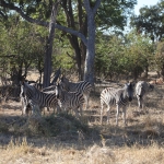 Khwai: Zebra (Equus Quagga).0822 Khwai: Zebra (Equus Quagga).0822