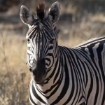 Khwai: Zebra (Equus Quagga).0824 Khwai: Zebra (Equus Quagga).0824