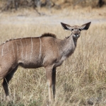 Khwai: Grote Koedoe (Tragelaphus Strepsiceros).0918 Khwai: Grote Koedoe (Tragelaphus Strepsiceros).0918