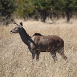 Khwai: Grote Koedoe (Tragelaphus Strepsiceros).0939 Khwai: Grote Koedoe (Tragelaphus Strepsiceros).0939