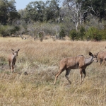 Khwai: Grote Koedoe (Tragelaphus Strepsiceros).0942 Khwai: Grote Koedoe (Tragelaphus Strepsiceros).0942