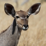 Khwai: Grote Koedoe (Tragelaphus Strepsiceros).0945 Khwai: Grote Koedoe (Tragelaphus Strepsiceros).0945