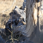 Khwai: Dwergmangoest (Helogale Parvula).0966 Khwai: Dwergmangoest (Helogale Parvula).0966