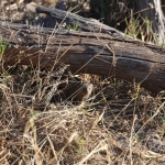Khwai: Dwergmangoest (Helogale Parvula).0967 Khwai: Dwergmangoest (Helogale Parvula).0967