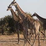 Okavango-Maun: Zuidelijke Giraffe (Giraffa Camelopardalis Giraffa).1010 Okavango-Maun: Zuidelijke Giraffe (Giraffa Camelopardalis Giraffa).1010