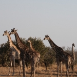 Okavango-Maun: Zuidelijke Giraffe (Giraffa Camelopardalis Giraffa).1011 Okavango-Maun: Zuidelijke Giraffe (Giraffa Camelopardalis Giraffa).1011