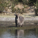 Okavango-Maun: Waterbok (Kobus Ellipsiprymnus).1042 Okavango-Maun: Waterbok (Kobus Ellipsiprymnus).1042