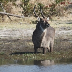 Okavango-Maun: Waterbok (Kobus Ellipsiprymnus).1044 Okavango-Maun: Waterbok (Kobus Ellipsiprymnus).1044