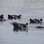 Okavango-Maun: Nijlpaard (Hippopotamus Amphibius).1047 Okavango-Maun: Nijlpaard (Hippopotamus Amphibius).1047