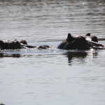Okavango-Maun: Nijlpaard (Hippopotamus Amphibius).1058 Okavango-Maun: Nijlpaard (Hippopotamus Amphibius).1058