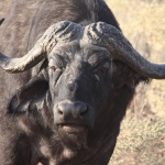 Okavango-Maun: Kafferbuffel (Syncerus Caffer).0995 Okavango-Maun: Kafferbuffel (Syncerus Caffer).0995