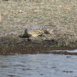 Okavango-Maun: Nijlkrokodil (Crocodylus Niloticus).1037 Okavango-Maun: Nijlkrokodil (Crocodylus Niloticus).1037