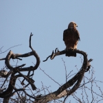 Okavango-Maun: Savannearend (Aquila Rapax).1015 Okavango-Maun: Savannearend (Aquila Rapax).1015